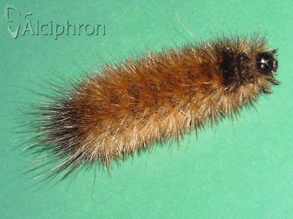 Phragmatobia placida