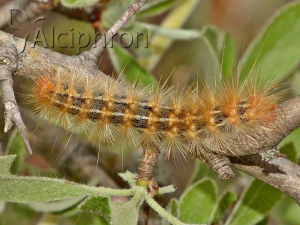 Ocnogyna parasita