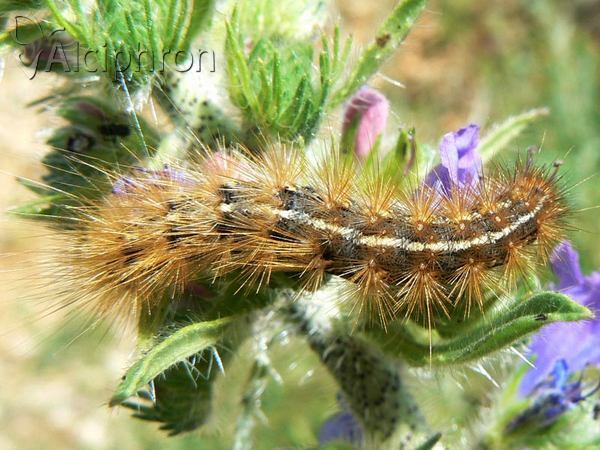 Ocnogyna parasita