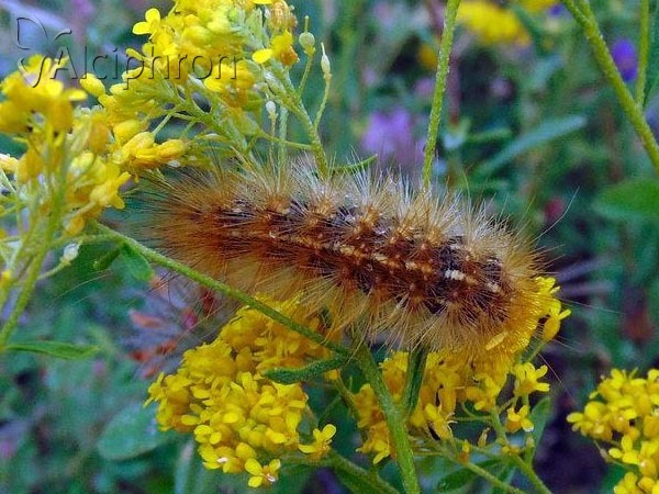 Ocnogyna parasita