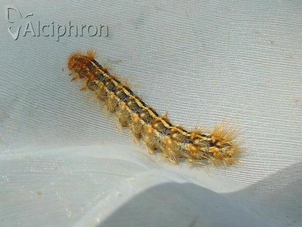 Ocnogyna parasita