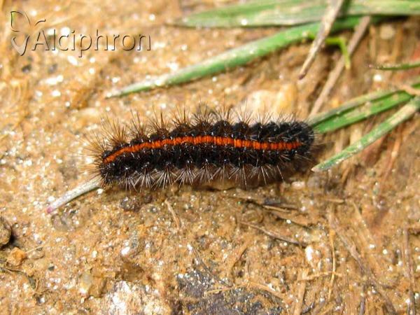 Coscinia striata