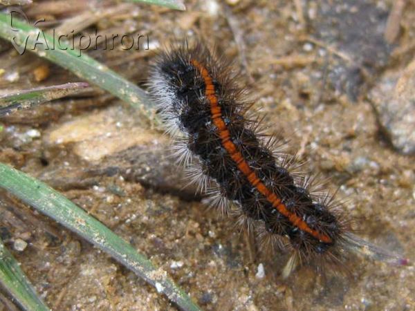 Coscinia striata
