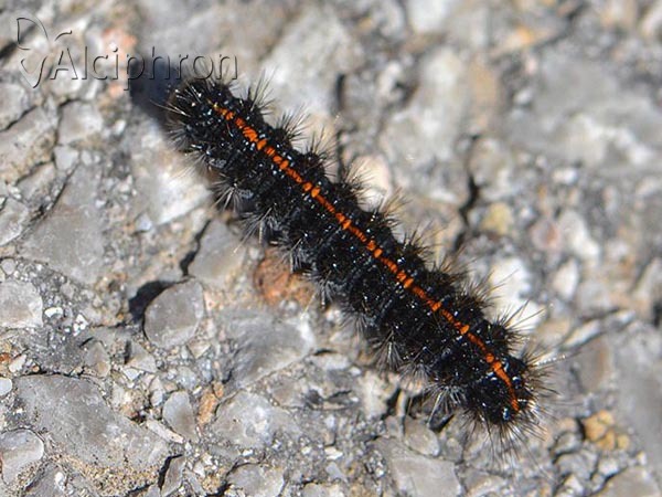 Coscinia striata