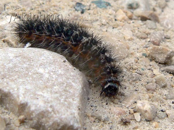 Coscinia cribraria