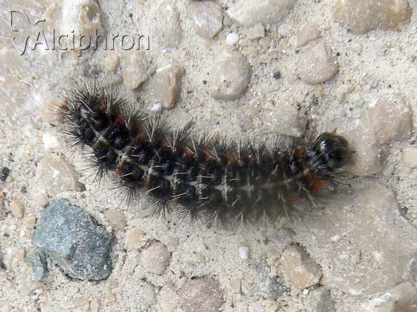 Coscinia cribraria