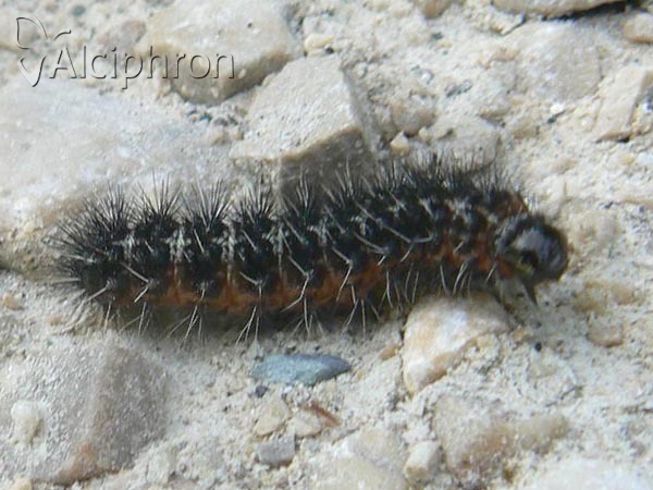 Coscinia cribraria