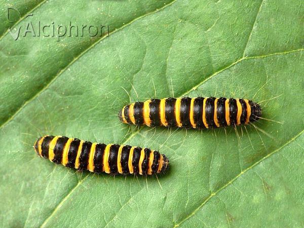 Tyria jacobaeae