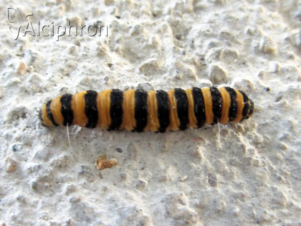 Tyria jacobaeae