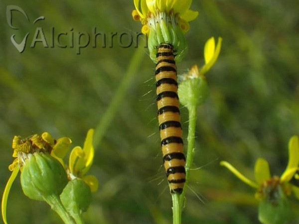 Tyria jacobaeae