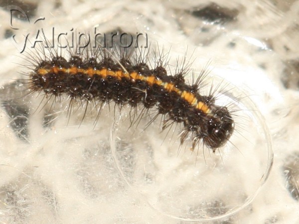 Euplagia quadripunctaria