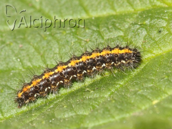 Euplagia quadripunctaria