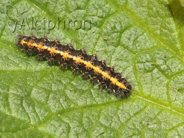 Euplagia quadripunctaria