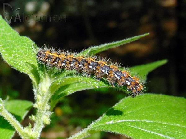 Euplagia quadripunctaria
