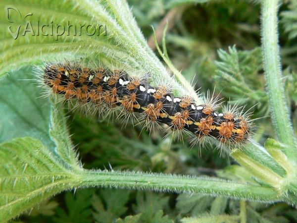 Euplagia quadripunctaria