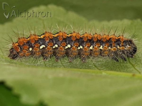 Euplagia quadripunctaria
