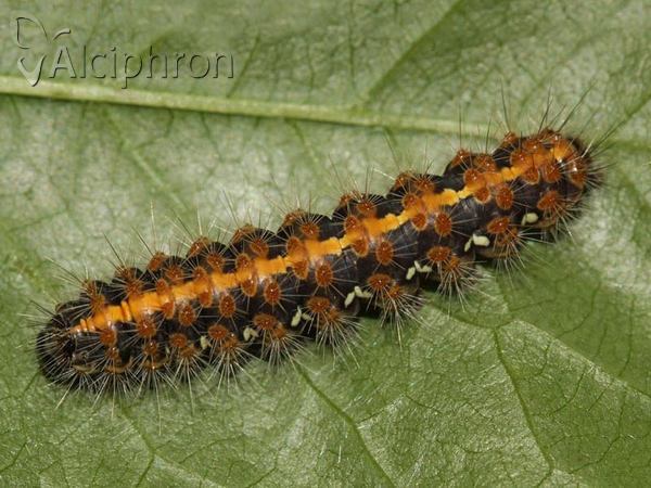 Euplagia quadripunctaria