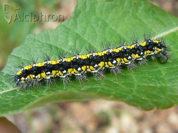 Callimorpha dominula
