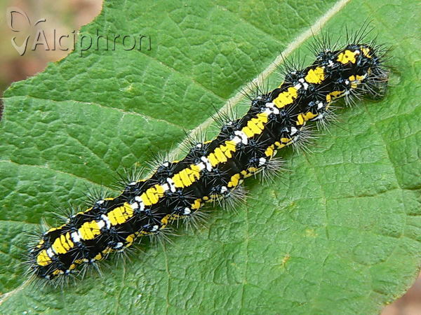 Callimorpha dominula