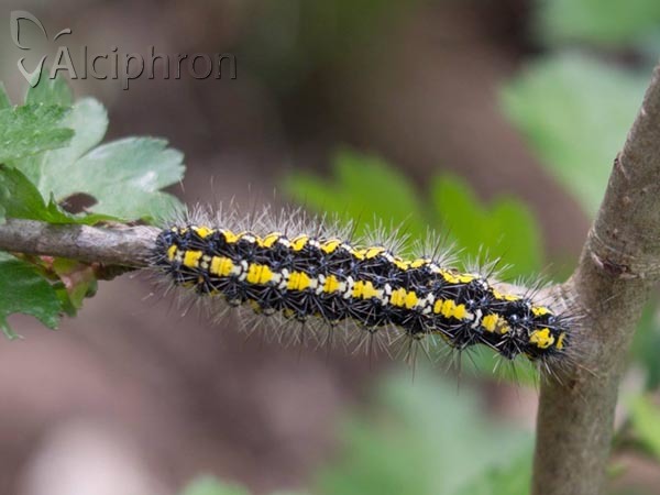 Callimorpha dominula