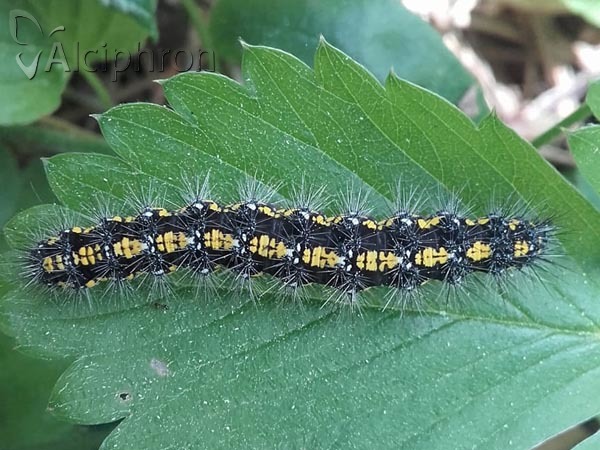 Callimorpha dominula