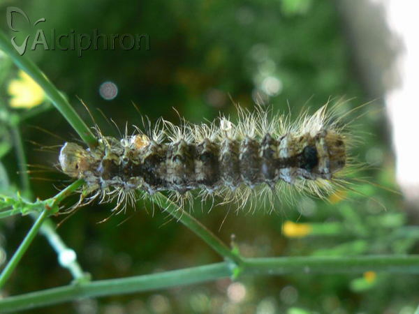 Lymantria monacha