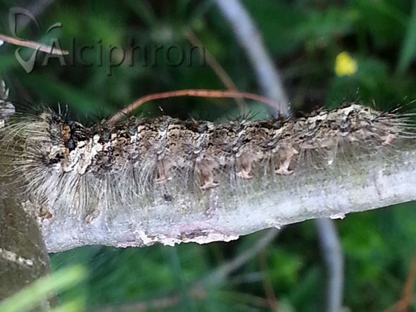 Lymantria monacha