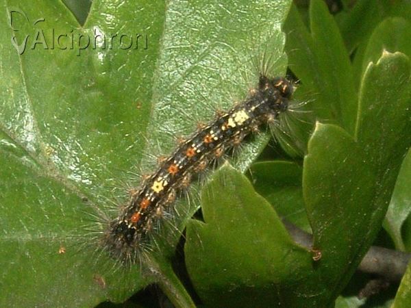 Lymantria dispar