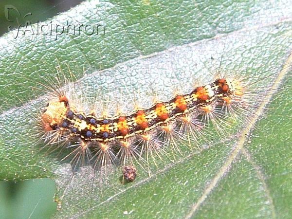 Lymantria dispar