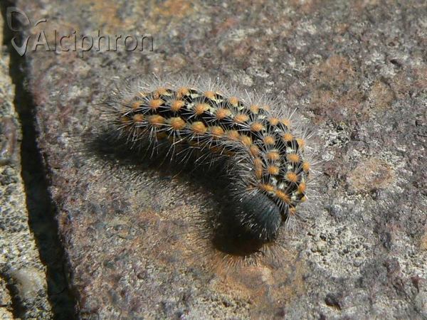 Penthophera morio