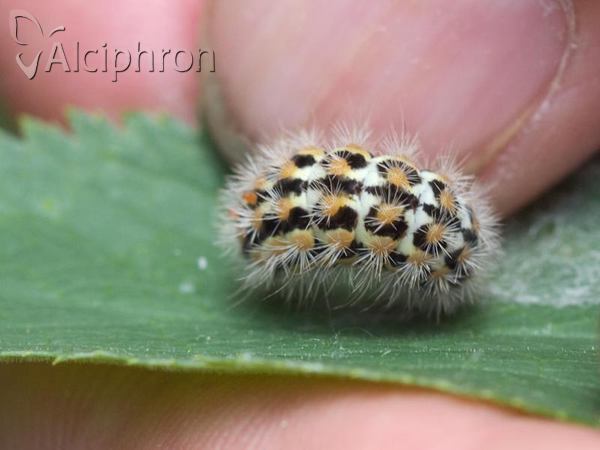 Penthophera morio