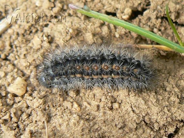 Penthophera morio