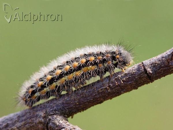 Penthophera morio