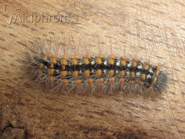 Penthophera morio