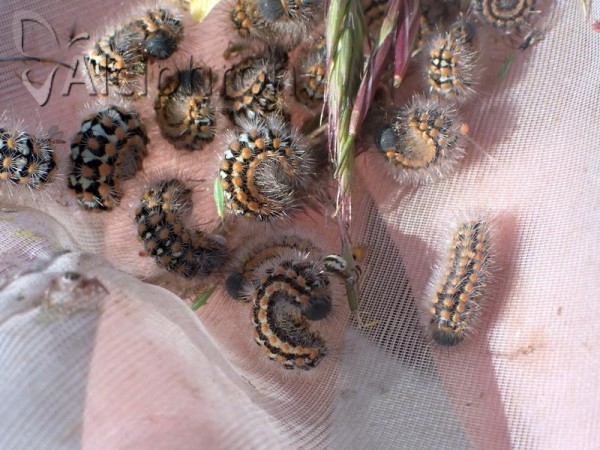 Penthophera morio