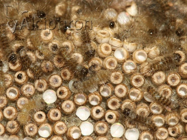 Orgyia antiqua
