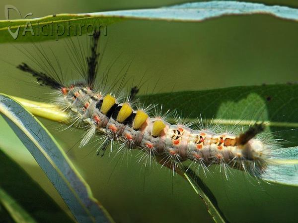 Orgyia antiqua