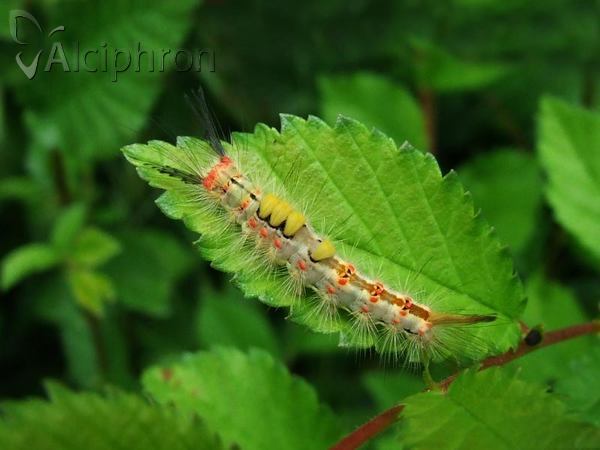 Orgyia antiqua