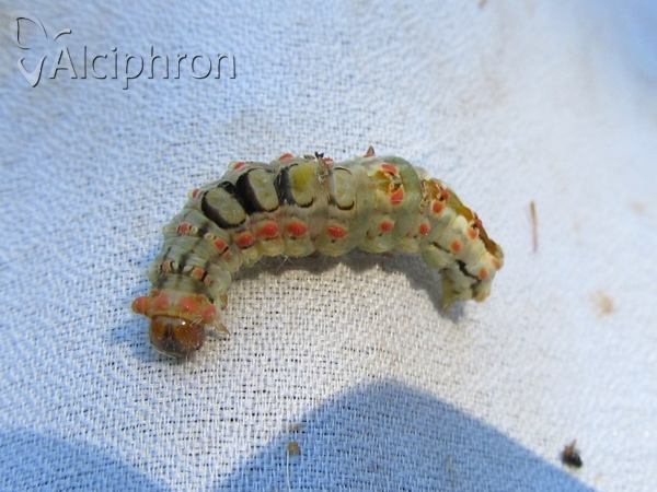 Orgyia antiqua
