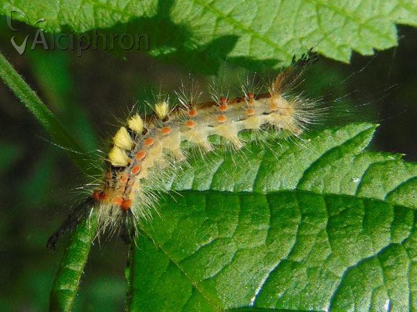 Orgyia antiqua