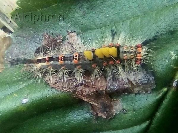Orgyia antiqua