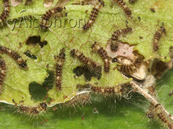 Orgyia antiqua