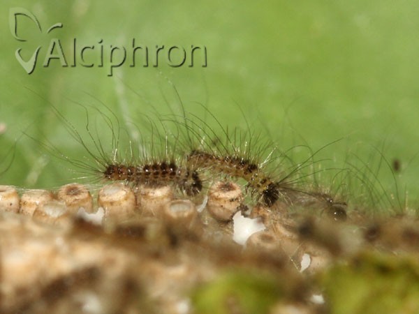 Orgyia antiqua