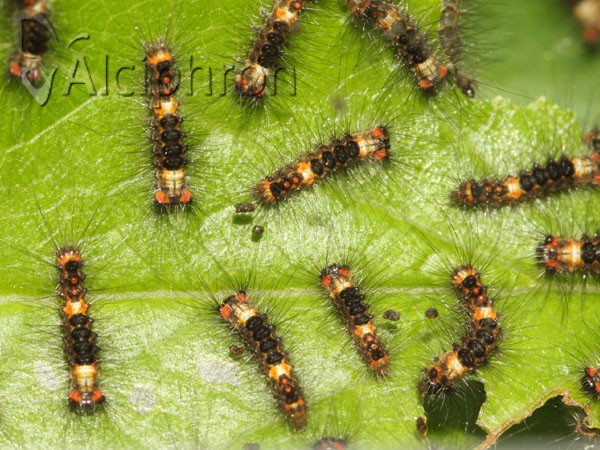 Orgyia antiqua