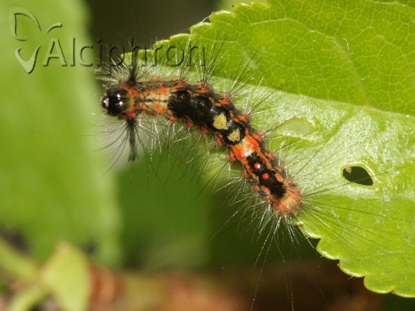 Orgyia antiqua