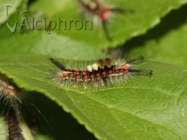 Orgyia antiqua