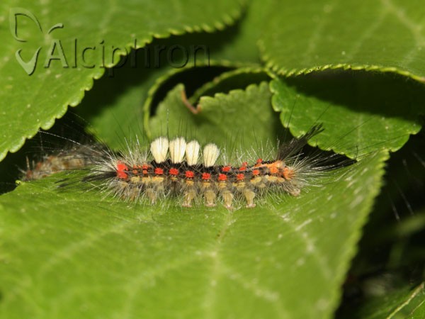 Orgyia antiqua