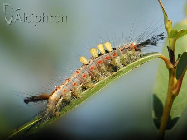Orgyia antiqua