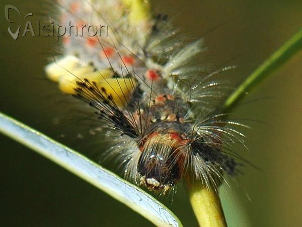 Orgyia antiqua