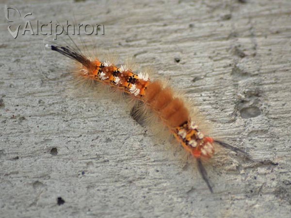 Orgyia recens